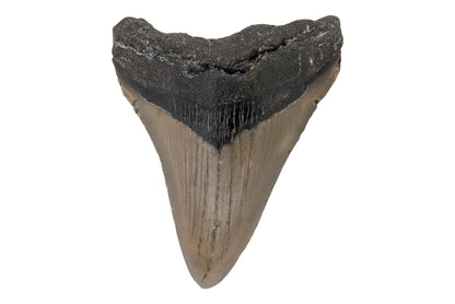 3.27" Megalodon Tooth - North Carolina