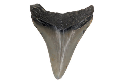 3.27" Megalodon Tooth - North Carolina