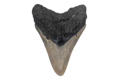 3.82" Megalodon Tooth - North Carolina