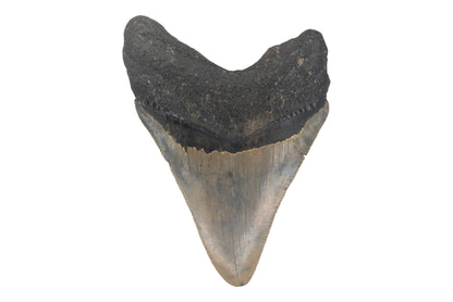 3.82" Megalodon Tooth - North Carolina