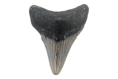 3.14" Megalodon Tooth - North Carolina