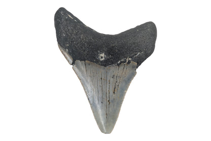 3.14" Megalodon Tooth - North Carolina