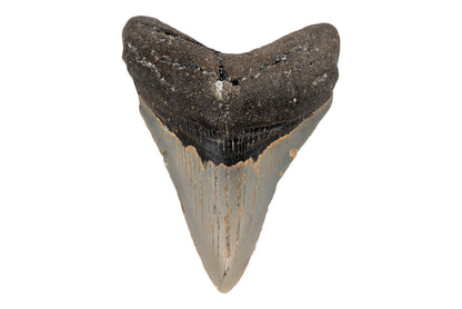 3.47" Megalodon Tooth - North Carolina