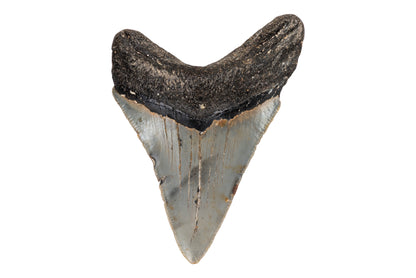 3.47" Megalodon Tooth - North Carolina