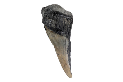 4.43" Partial Megalodon Tooth - North Carolina