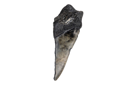 4.43" Partial Megalodon Tooth - North Carolina
