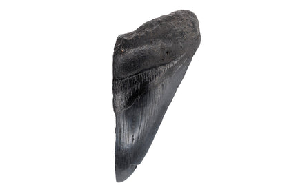 3.92" Partial Megalodon Tooth - North Carolina