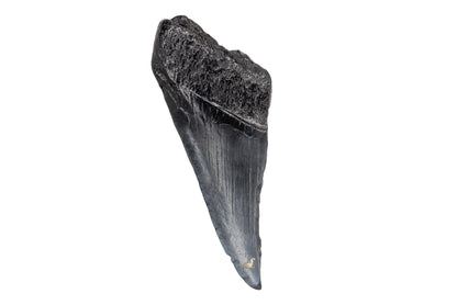3.92" Partial Megalodon Tooth - North Carolina