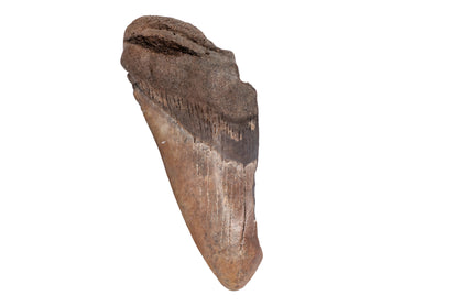 4.98" Partial Megalodon Tooth - North Carolina