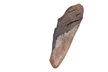 4.98" Partial Megalodon Tooth - North Carolina
