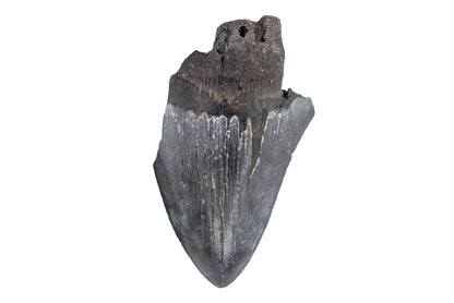 3.32" Partial Megalodon Tooth - North Carolina