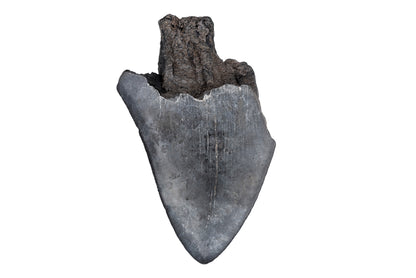 3.32" Partial Megalodon Tooth - North Carolina