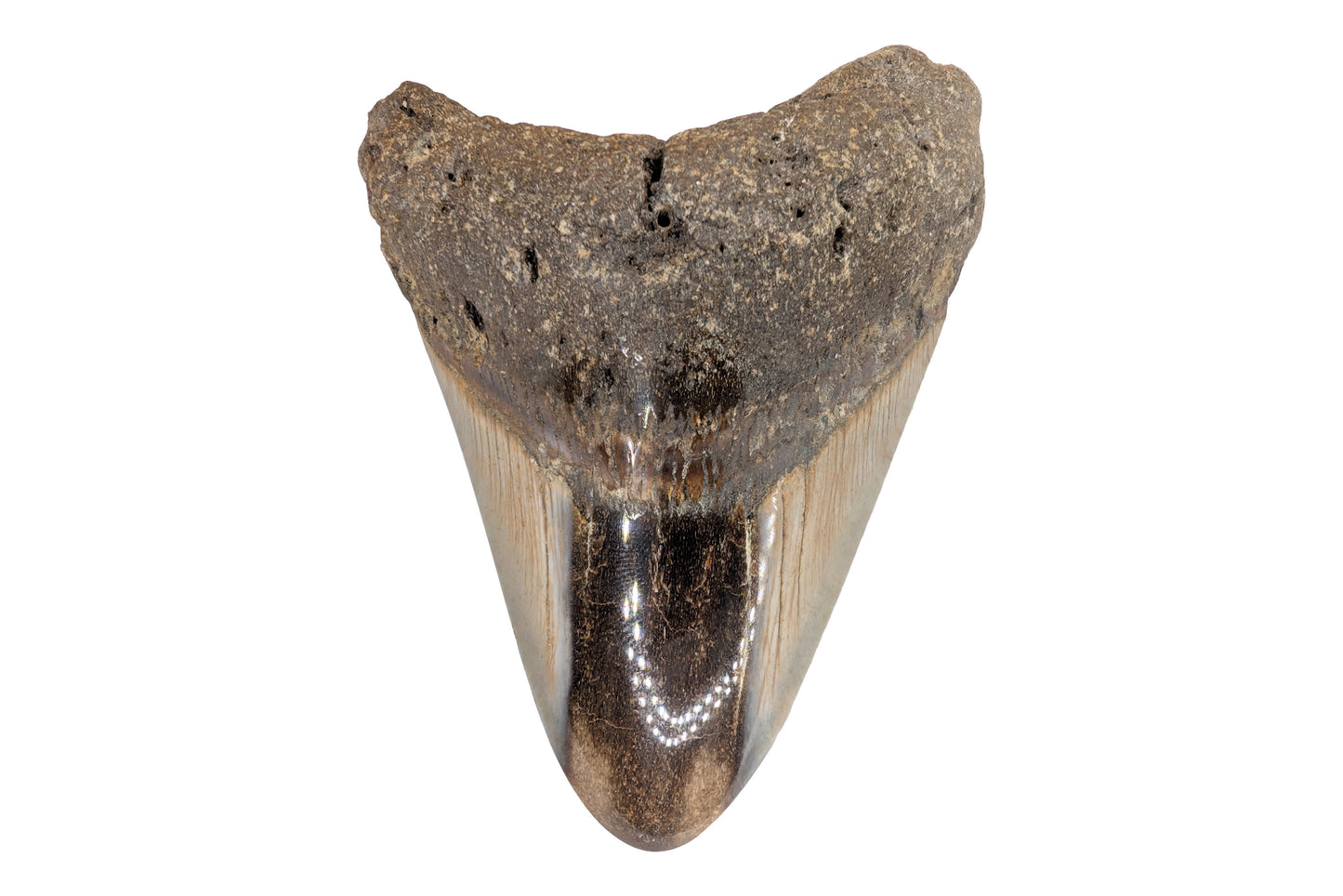 Polished, 3.45" Megalodon Tooth - North Carolina