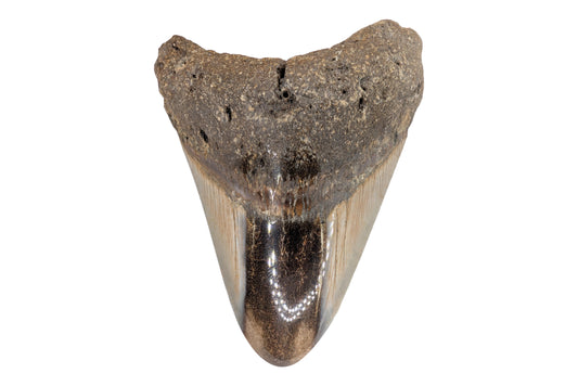 Polished, 3.45" Megalodon Tooth - North Carolina