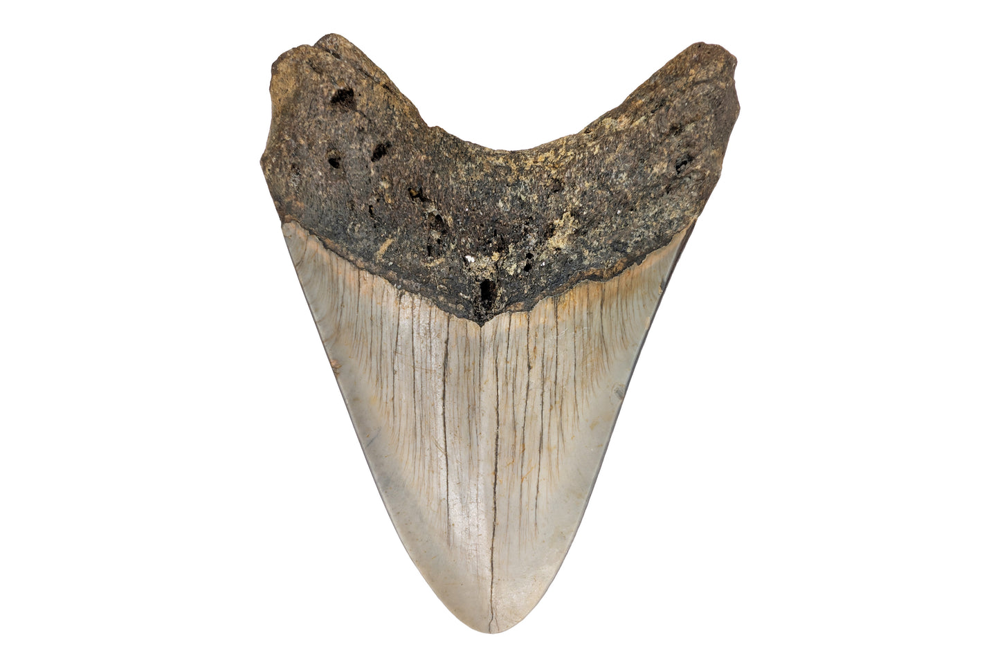 Polished, 3.45" Megalodon Tooth - North Carolina