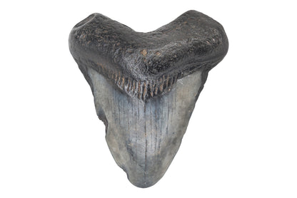 1.97" Megalodon Tooth - North Carolina