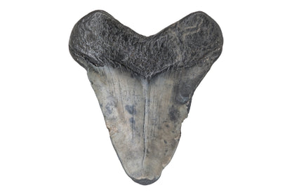 1.97" Megalodon Tooth - North Carolina