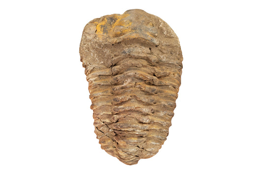 3" Calymene Trilobite