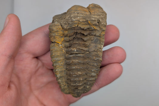 3.25" Calymene Trilobite