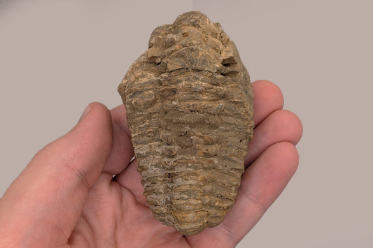 3.25" Calymene Trilobite