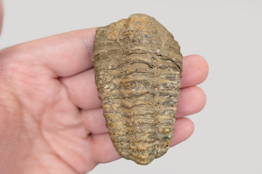 3" Calymene Trilobite